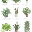 Best Plants For Bathroom