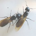 Flying Ants In Bathroom