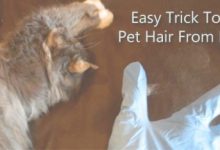 Remove Cat Hair From Furniture