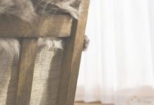 How To Keep Cats From Scratching Furniture Vinegar