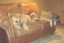 Best Furniture For Dogs