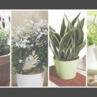 Plants For Bedroom Oxygen