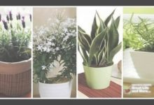 Plants For Bedroom Oxygen