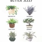 Best Plants For Your Bedroom