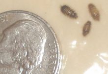 Larder Beetle Larvae In Bedroom