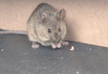 Getting Rid Of Mice In Bedroom