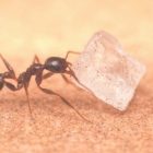 What Are Ants Attracted To In The Bedroom