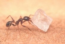 What Are Ants Attracted To In The Bedroom