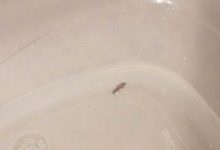 How To Get Rid Of Springtails In Bedroom