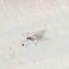 Tiny Flying Bugs In Bedroom