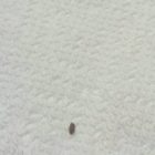 Tiny Black Flying Bugs In Bedroom