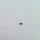 Small Brown Insects In Bedroom