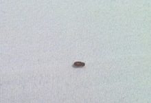 Small Brown Insects In Bedroom