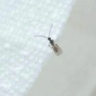 Tiny Flying Black Bugs In Bedroom