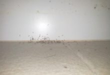 Ants On Bedroom Ceiling