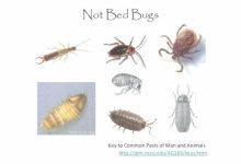 Bugs In My Bedroom