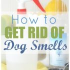 How To Get Dog Smell Out Of Furniture