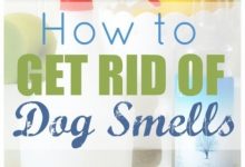 How To Get Dog Smell Out Of Furniture