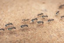Ants In Bedroom Carpet