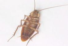 Found A Cockroach In My Bedroom