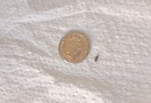 Tiny Bugs In Bathroom