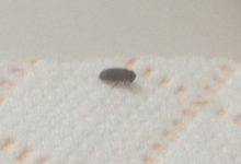 Little Black Bugs In Bathroom