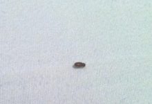 Small Brown Beetles In Bedroom