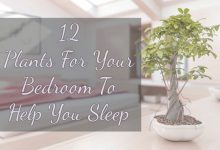 Benefits Of Having Plants In Your Bedroom