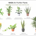 Air Purifying Plants For Bedroom