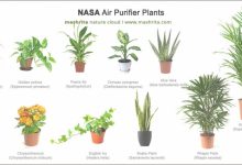 Air Purifying Plants For Bedroom