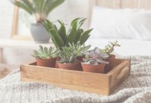 Indoor Plants For Bedroom
