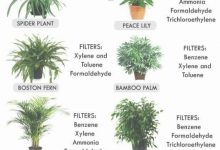 Bedroom Air Purifying Plants