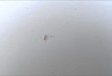 Tiny Jumping Bugs In Bathroom