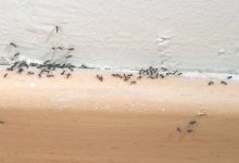 Tiny Ants In Bathroom