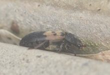 Larder Beetle In Bedroom