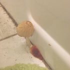 Mushroom Growing In Bathroom