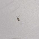 Little Bugs In Bedroom