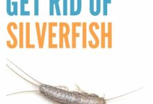 How To Get Rid Of Silverfish In Bedroom