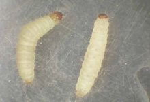 Indian Meal Moth Larvae In Bedroom