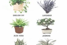 Good Plants For Bedroom