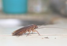 How To Get Rid Of Bugs In Bedroom