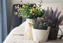 Lavender Plant For Bedroom