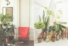 Plant In Living Room For Decoration
