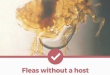 Can Fleas Live On Furniture