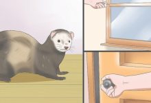 How To Ferret Proof A Bedroom