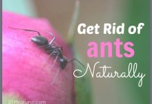 How To Get Rid Of Black Ants In Bedroom