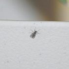 Flies In Bedroom