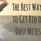 Dust Mites In Bedroom