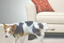 Dog Peeing On Furniture