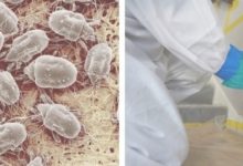 How To Get Rid Of Mold Mites In Bedroom